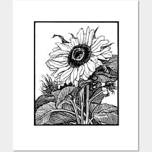 Sunflower Posters and Art